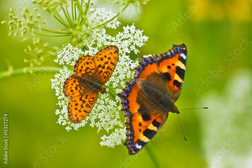 two beautiful butterflies #15327274
