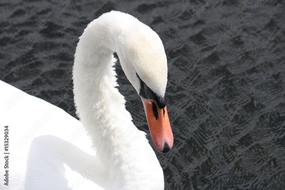 Fototapeta premium Schwan
