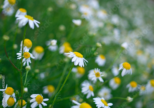 Flowers of a wild chamomile