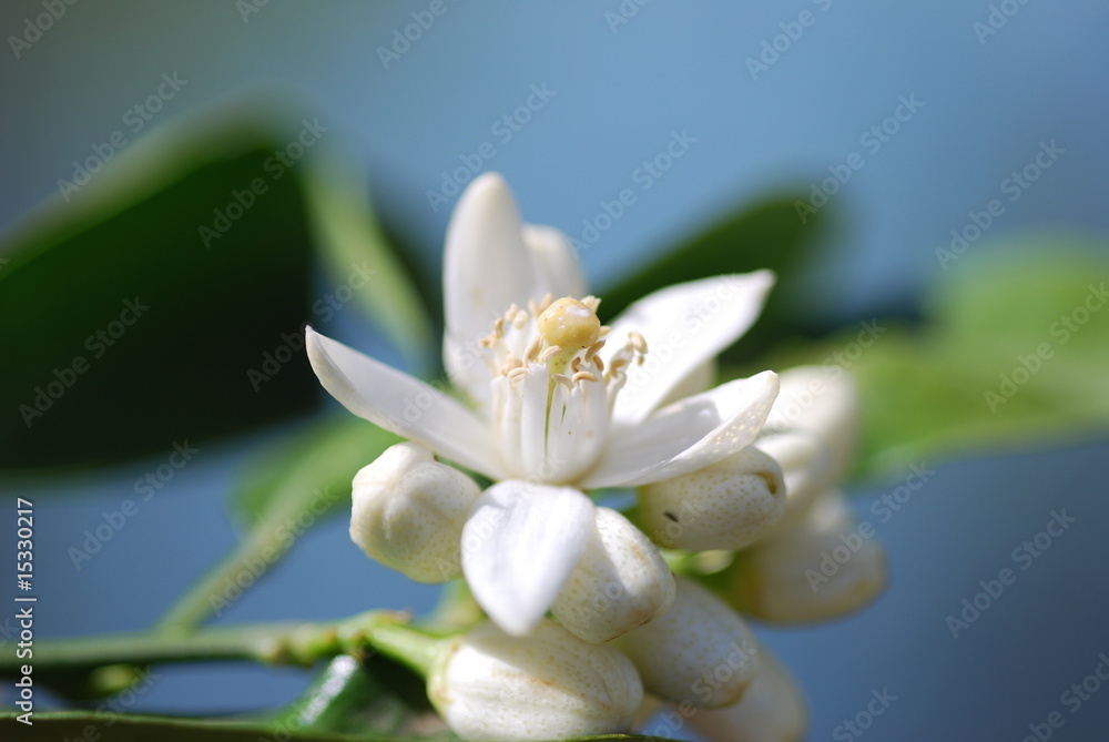 Obraz premium Orangenblüte