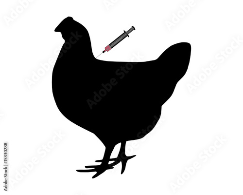 Huhn bekommt Impfung gegen Vogelgrippe