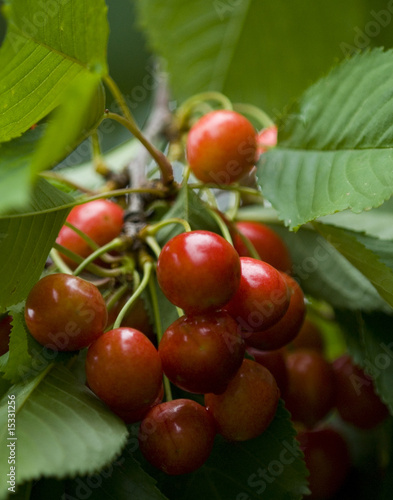 Wallpaper Mural cherries Torontodigital.ca