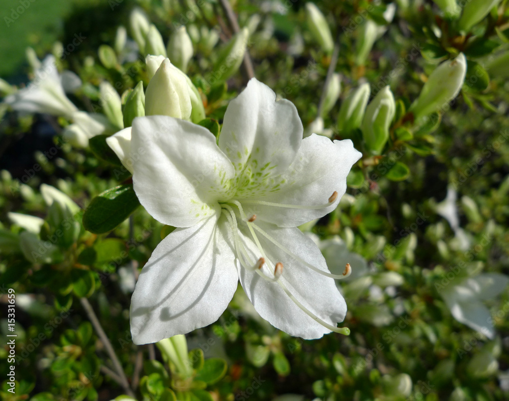 Obraz premium azalea