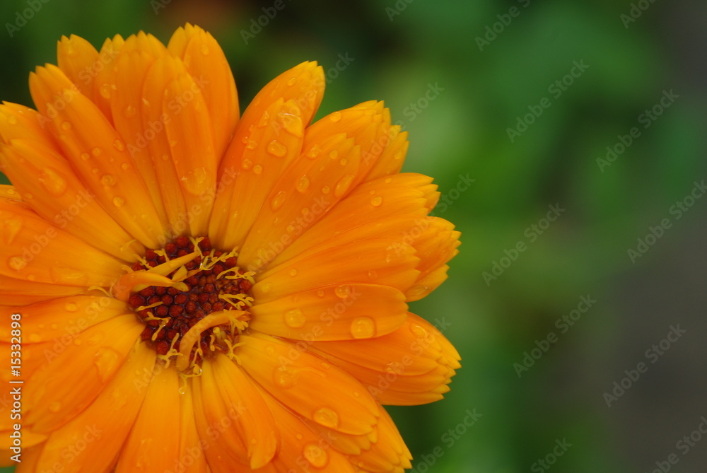 Souci sous la pluie ou pot marigold Souci sous la pluie ou pot marigold