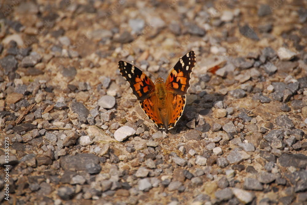 Obraz premium Schmetterling