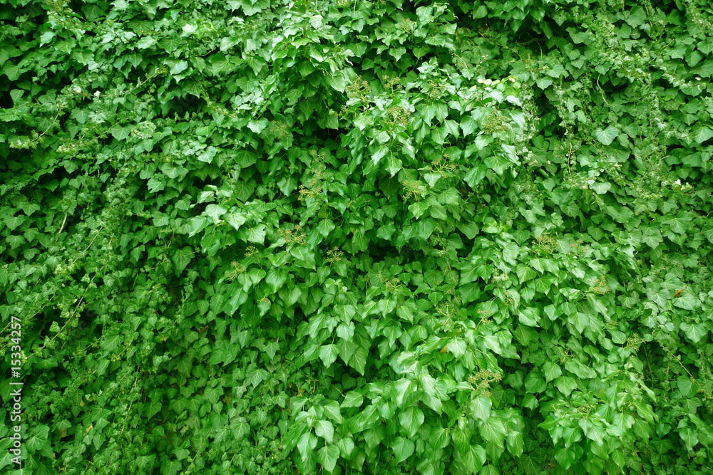 Obraz premium green ivy