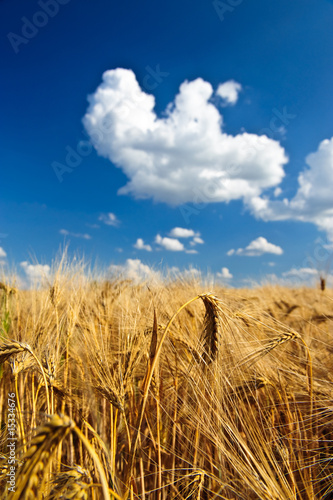 Getreide  hren im Sommer unter blauem Himmel