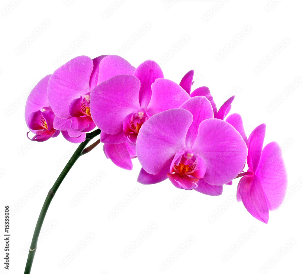 pink orchid pink orchid