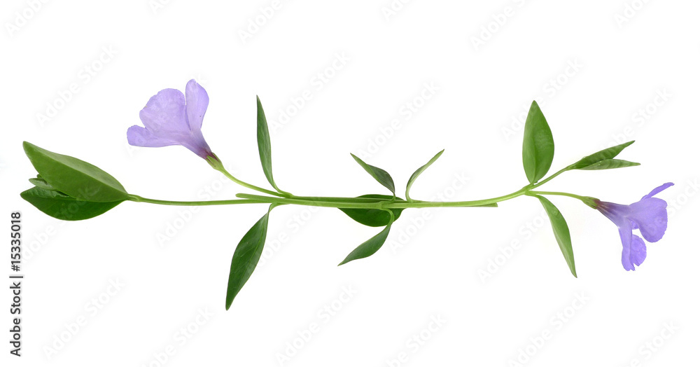 Obraz premium periwinkle