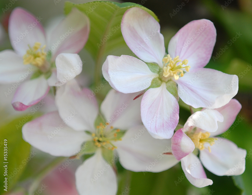 Fototapeta premium apple tree blooming