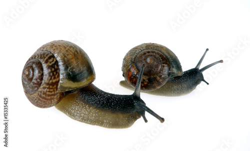 snails isolated