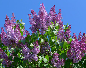 Papier peint photo Lilas Lilas commun épanoui au jardin  © Vera Kuttelvaserova