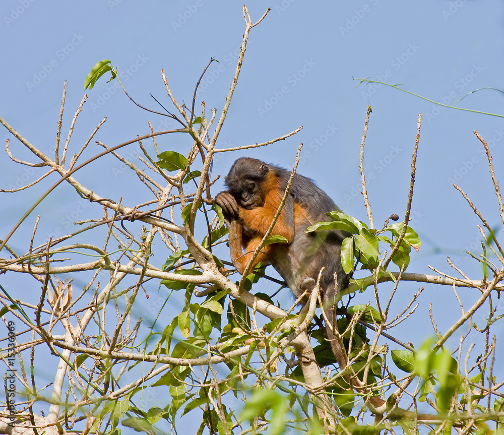 Obraz premium Red Colobus monkey asleep in tree