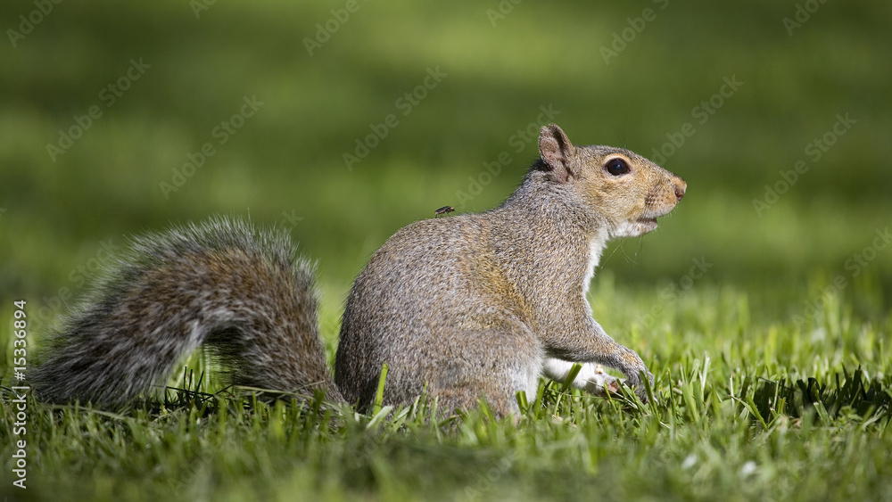 bug on a squirrel bug on a squirrel