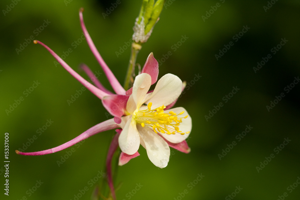 aquilegia