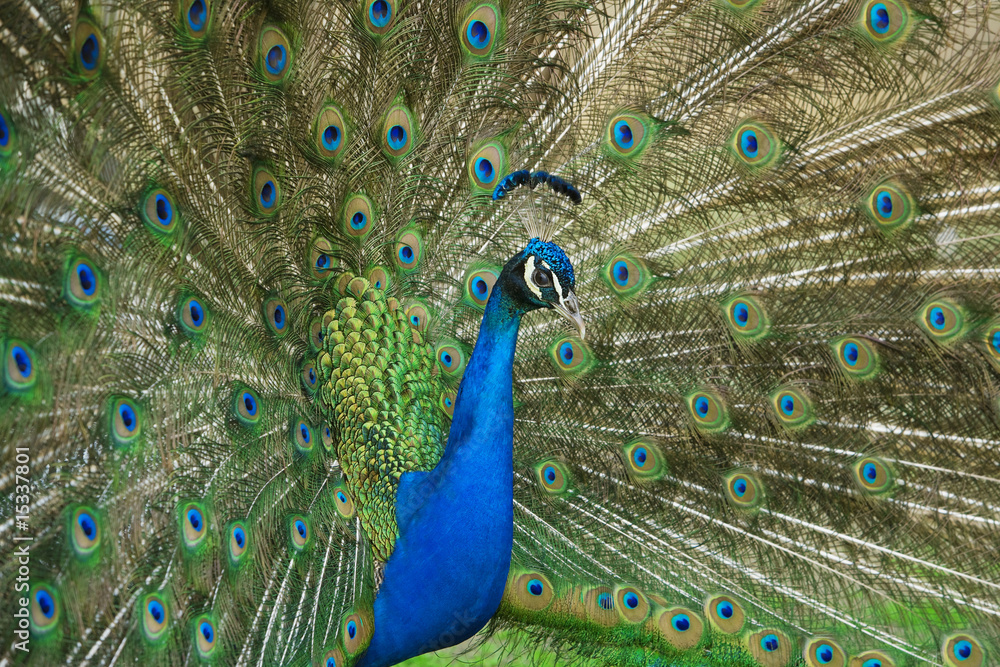 Fototapeta premium male peacock with tail feathers spread