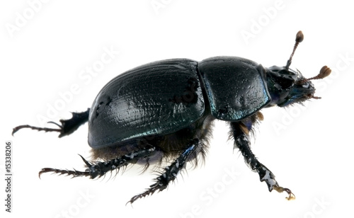 scarab dung beetle