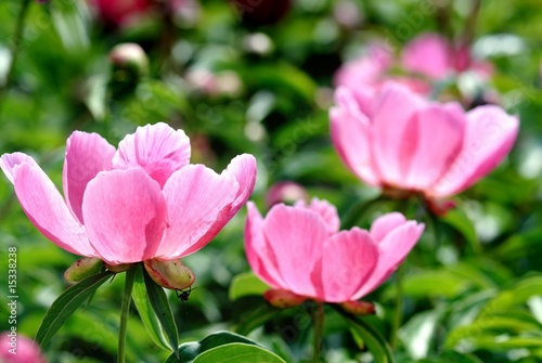 Peony Blossom in the Garden © Li Ding