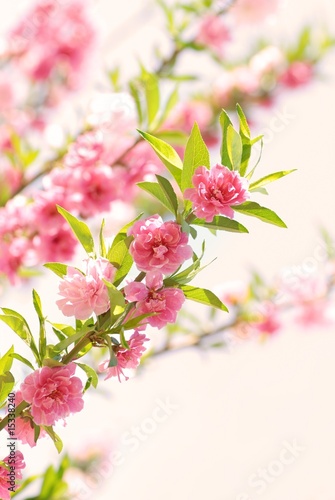 Pink Flower Blooming