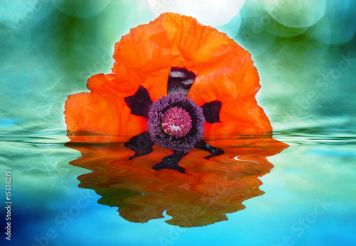 poppy and water