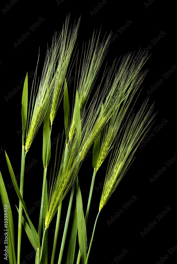 green corn on black background green corn on black background