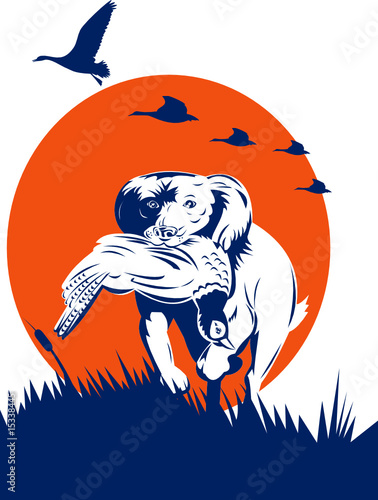Cocker spaniel gun dog retrieving pheasant
