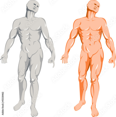 Male humant anatomy front