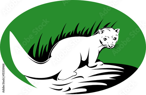 Stoat