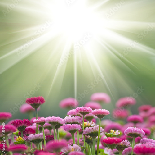 Fototapeta Naklejka Na Ścianę i Meble -  daisy