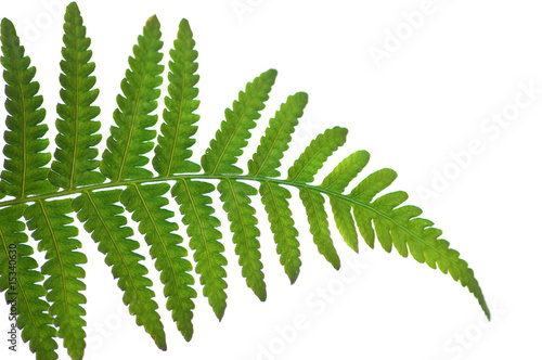 green leaf isolated in white