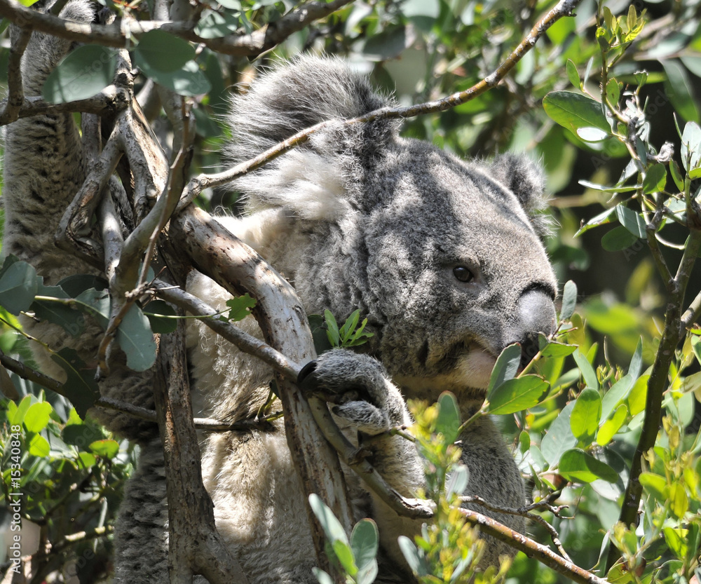 Obraz premium Koala Hiding inTree