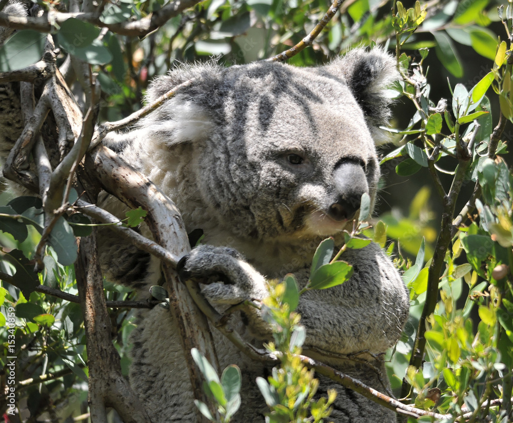 Fototapeta premium Koala in Tree