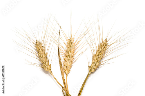 Three wheat spikes
