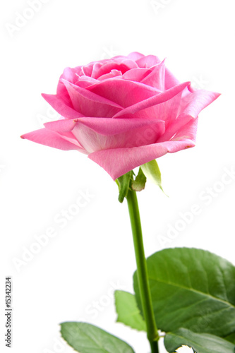 Pink rose isolated on white