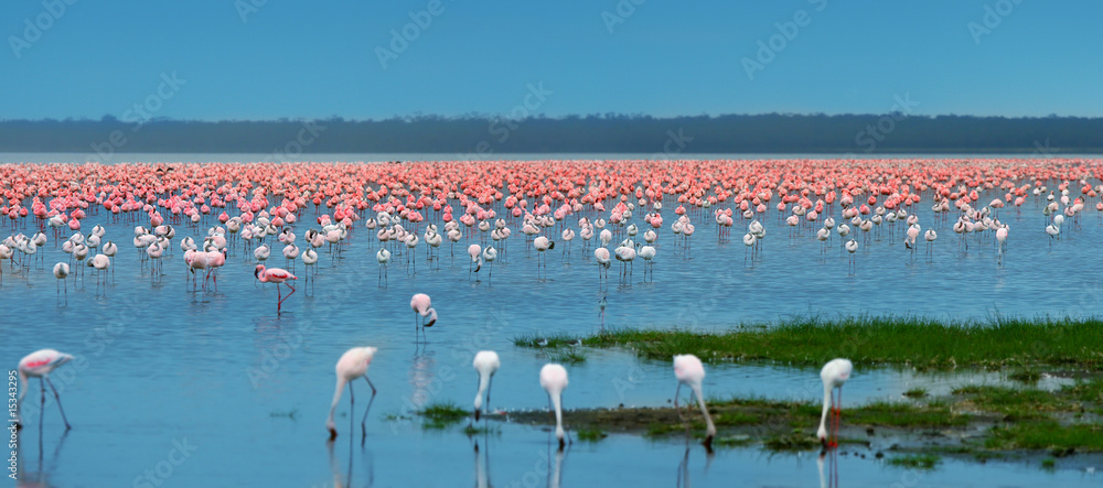 Papier peint photo avec Vol de flamants roses en groupe #15343295