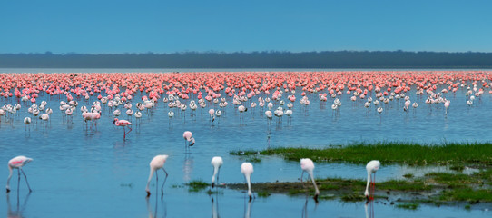Crédence de cuisine Afrique Vol de flamants roses en groupe  © Anna Om