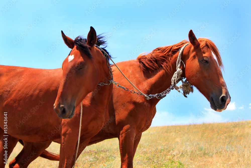 Fototapeta premium Horses