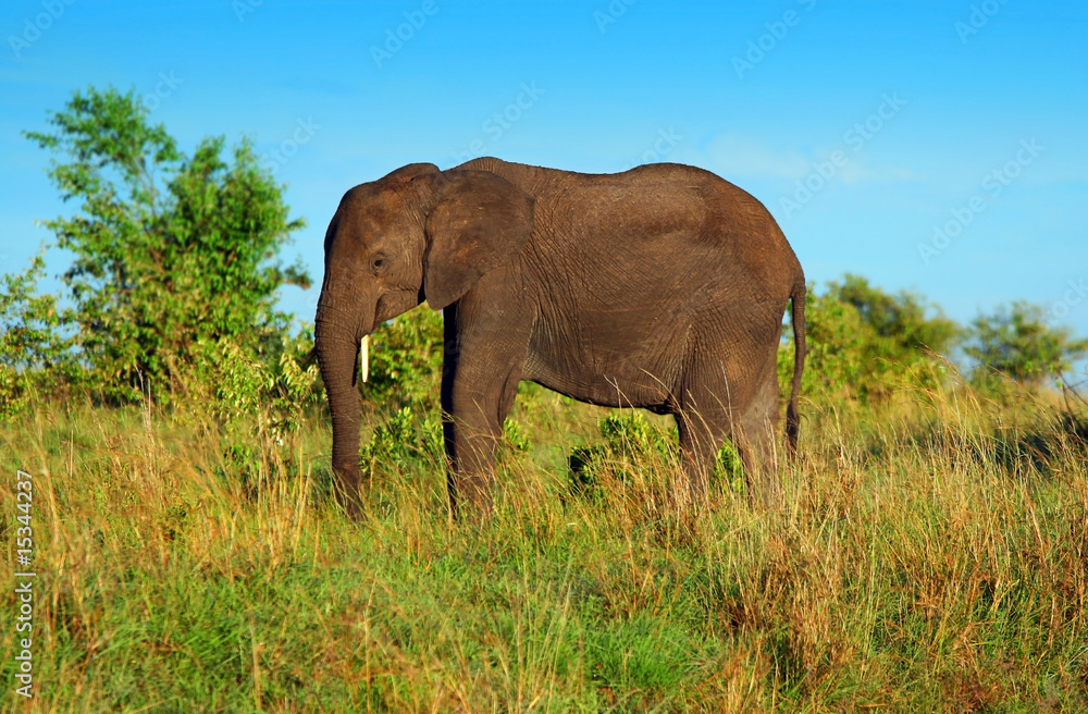 Obraz premium African Elephant in the wild