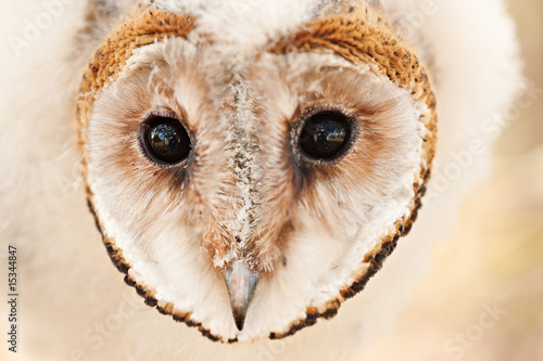 baby owl chick © poco_bw