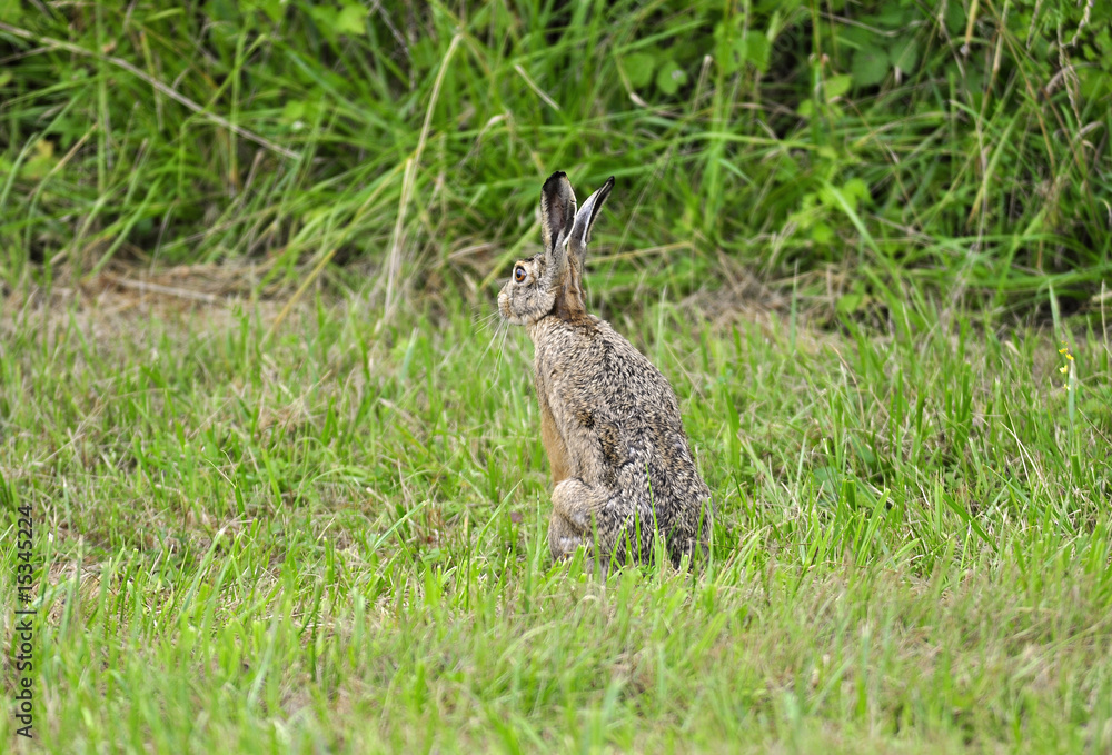 Feldhase ( Lepus timdus ) sitzt im Gras Feldhase ( Lepus timdus ) sitzt im Gras