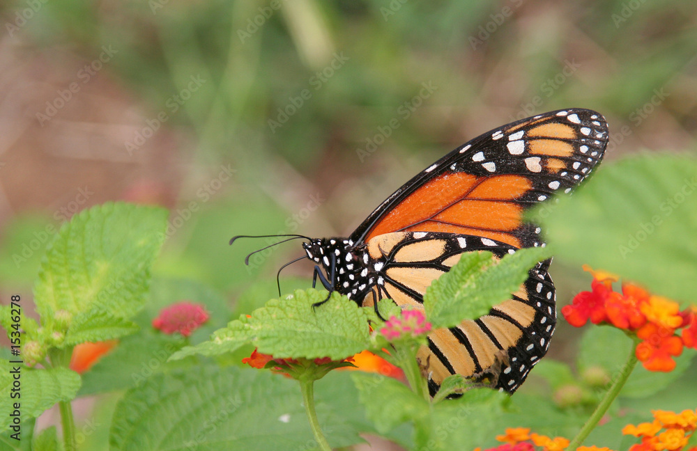 Obraz premium Butterfly