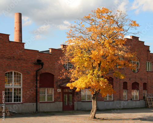 Autumn Tree photo