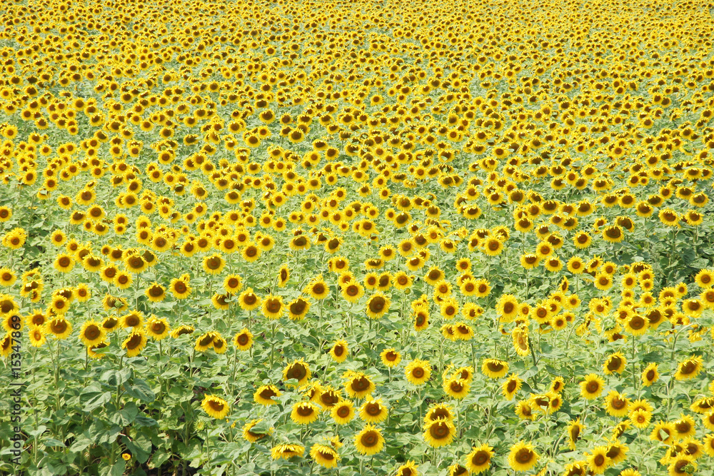 field of sunflower in daylight saving time field of sunflower in daylight saving time