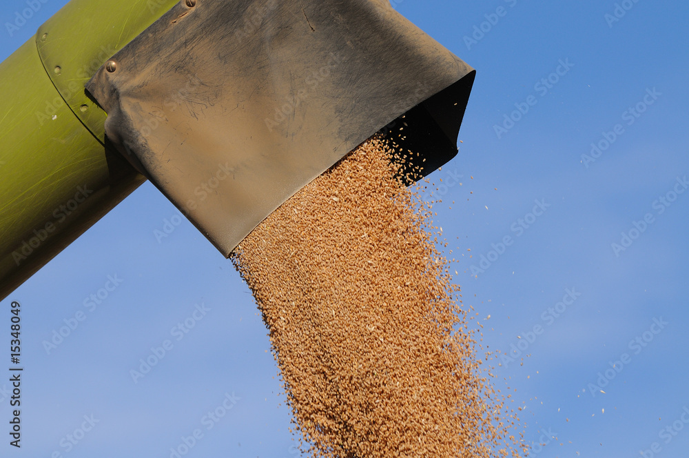 Naklejka premium Cosechadora descargando