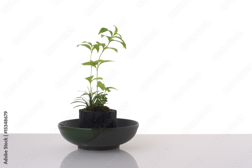 Obraz premium Bonsai