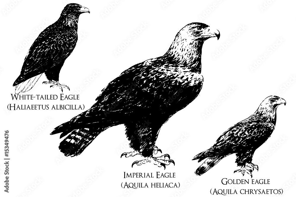 Fototapeta premium eagle