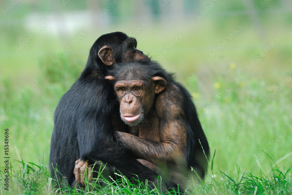 two cute chimpanzees two cute chimpanzees
