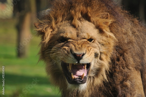 Angry lion