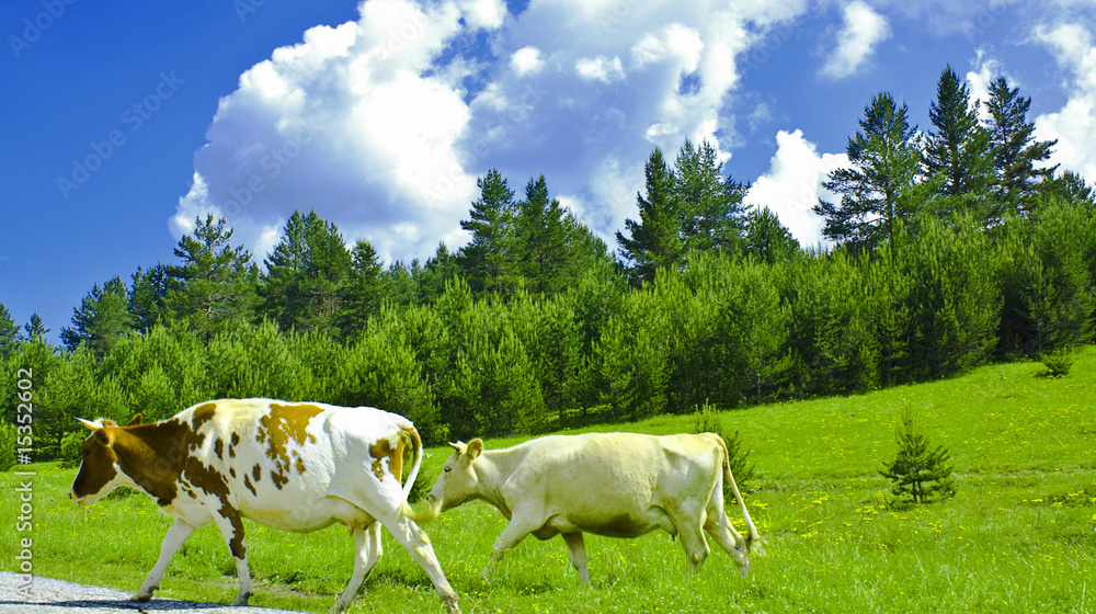 Obraz premium cow