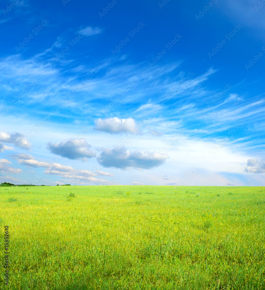 green grass under blue sky